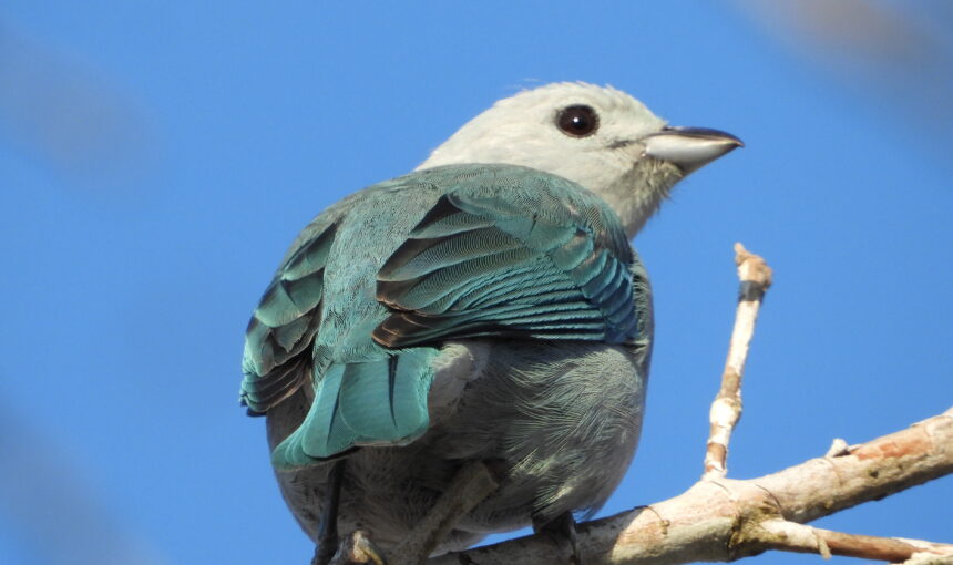 Tour Especializado en Observación y Fotografía de Aves